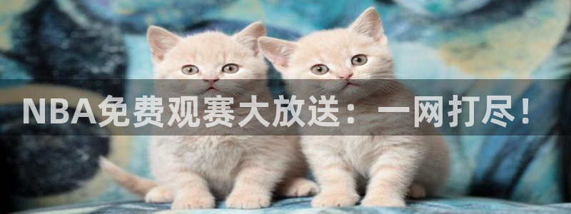 24直播篮球网：NBA免费观赛大放送：一网打尽！