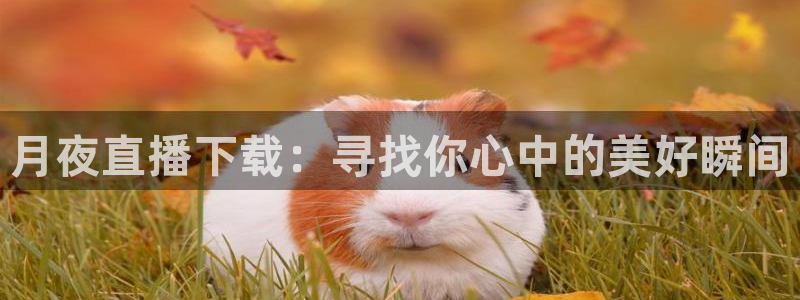24直播体育在线看：月夜直播下载：寻找你心中的美好瞬间